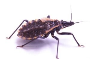 Leia mais sobre o artigo Doença de Chagas, conheça os Sinais, Sintomas e Tratamento