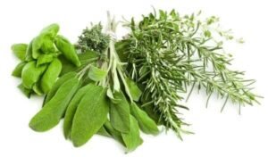 Leia mais sobre o artigo SÁLVIA ou ALECRIM: Qual é a erva perfeita para você?
