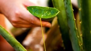 Leia mais sobre o artigo Como usar a babosa? Guia completo para aproveitar os benefícios dessa planta incrível!