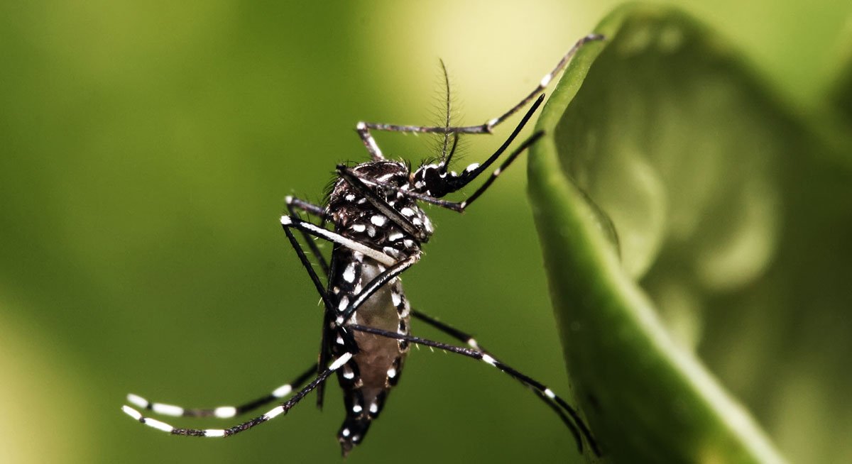 Leia mais sobre o artigo Repelente Caseiro de Cravo [RECEITA]