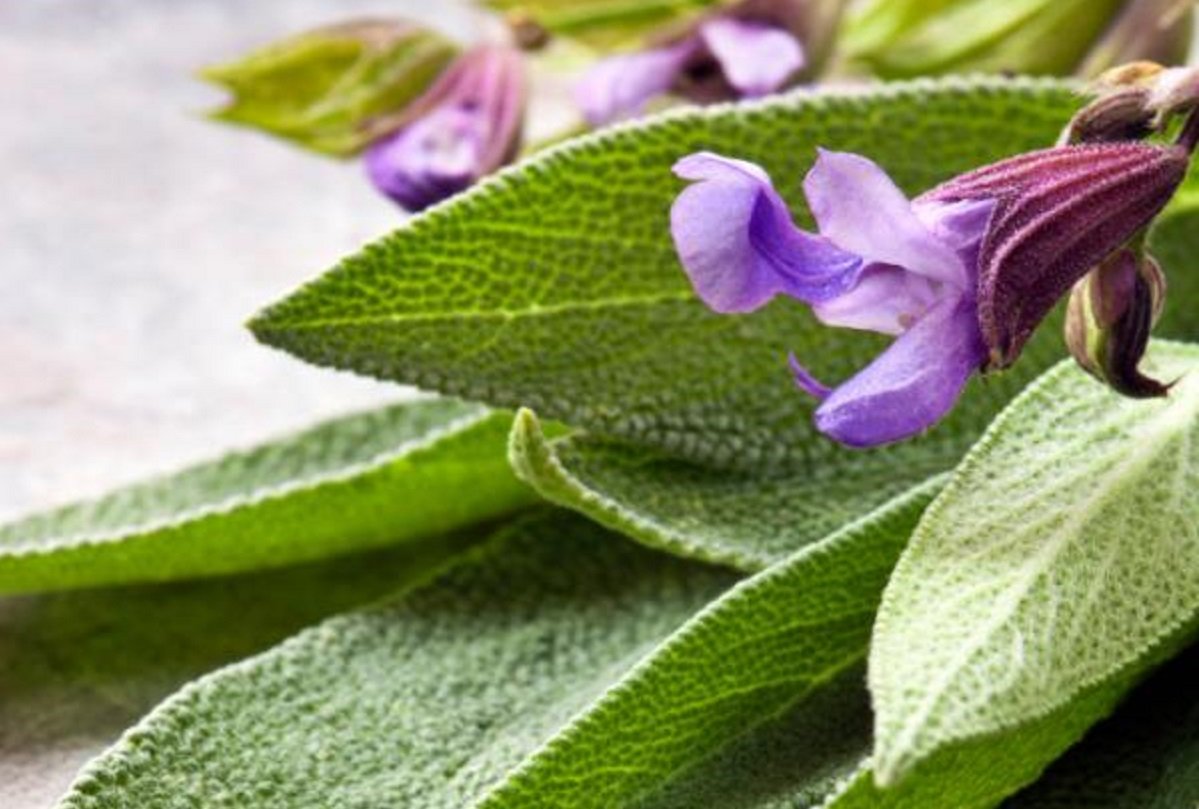 Leia mais sobre o artigo Como Usar a Sálvia para Ansiedade